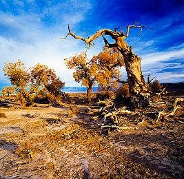 3DM速报：《光环无限》多人反向跳票 国产网游版号或将恢复审批