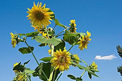 Steam节奏+解谜新游《萌犬悖论》国区永久降价！已支持完美中文！