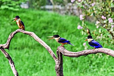 《房产达人》DLC“宠物”现于Steam发售 支持中文